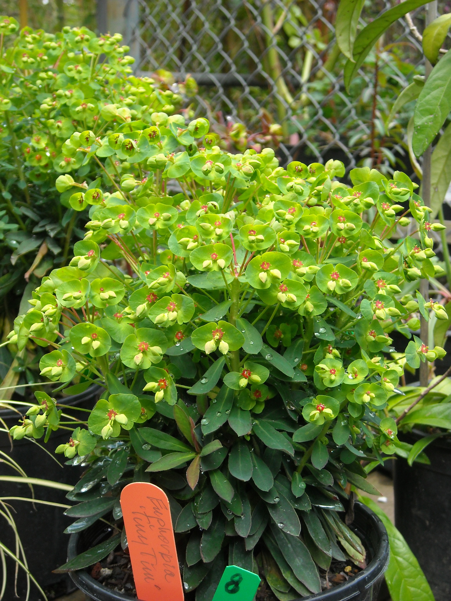 San Francisco Botanical Garden Society’s 45th Annual Plant Sale May 5, 2012